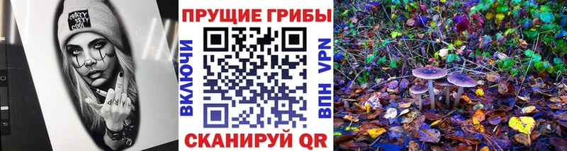 Галлюциногенные грибы Psilocybe Димитровград